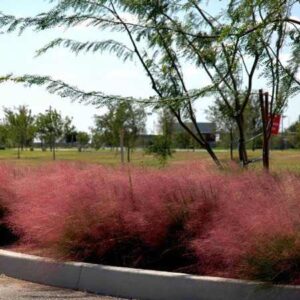 Add Color to Your Western Fall Garden With These 6 Drought-Tolerant Plants Image